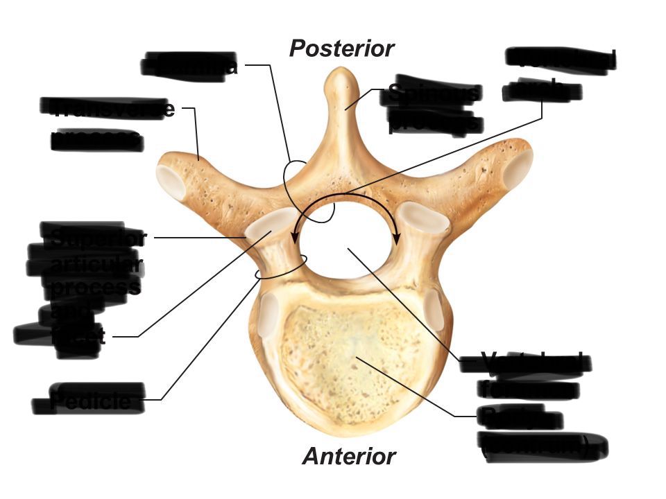 <p>spinous process</p>