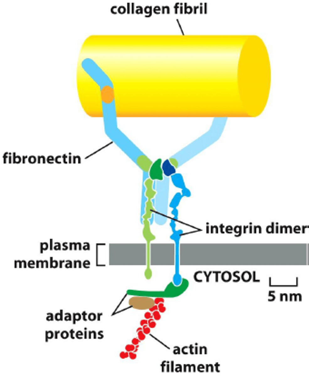 <p>Integrin has two different subunits (α &amp; β) that combine together.</p>
