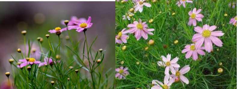 -stringy foliage
-petals with lumps on end