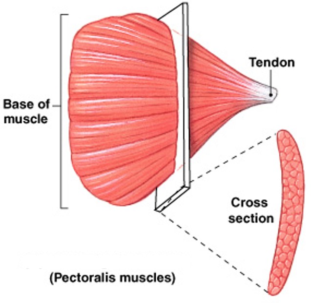 <p>Which pattern of fascicle organization is:</p><ul><li><p>A broad area converges on attachment site</p></li><li><p>Muscle fibers pull in different directions, depending on stimulation</p></li></ul><p></p>