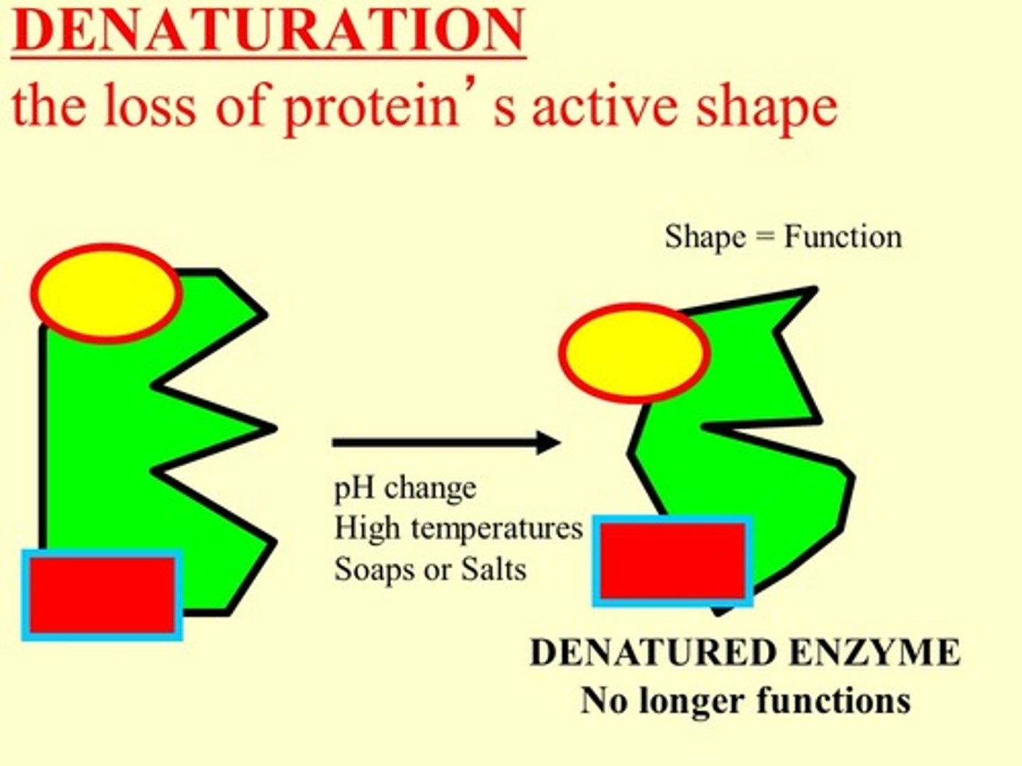 <p>The loss of an enzyme's active site shape due to temperature, and pH and causes the enzyme to cease functioning</p>