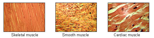 <ul><li><p>Composed of cells that have the special ability to shorten or contract to produce movement of the body parts</p></li><li><p>Tissue is highly cellular and is well supplied with blood vessels</p></li><li><p>Cells are long and slender </p><ul><li><p>Sometimes called muscle fibers</p></li><li><p>Usually arranged in bundles or layers surrounded by connective tissue</p></li></ul></li><li><p>Actin and myosin are contractile proteins in muscle tissue</p></li><li><p>Muscle tissue can be categorized into:</p><ul><li><p>Skeletal muscle tissue</p></li><li><p>Smooth muscle tissue</p></li><li><p>Cardiac muscle tissue</p></li></ul></li></ul><p></p>
