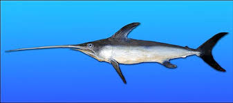 <p><span>swordfish</span></p>