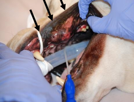 <p>oral fibrosarcoma (FSA) </p>