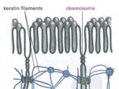 <p>Desmosomes</p>