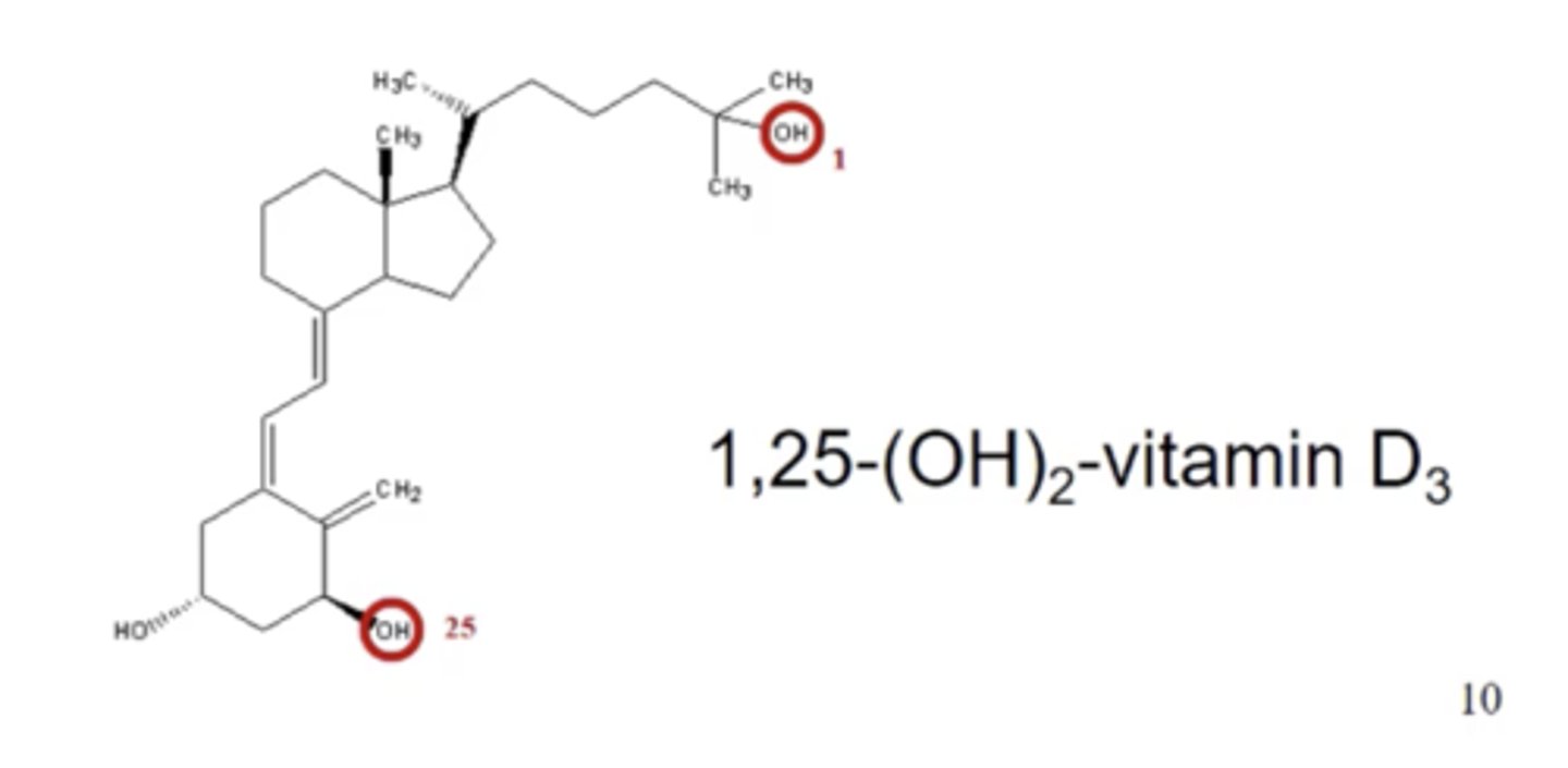 <p>- One OH group is added in the liver.</p><p>- A second OH group is then added by the kidney, caused by PTH.</p>