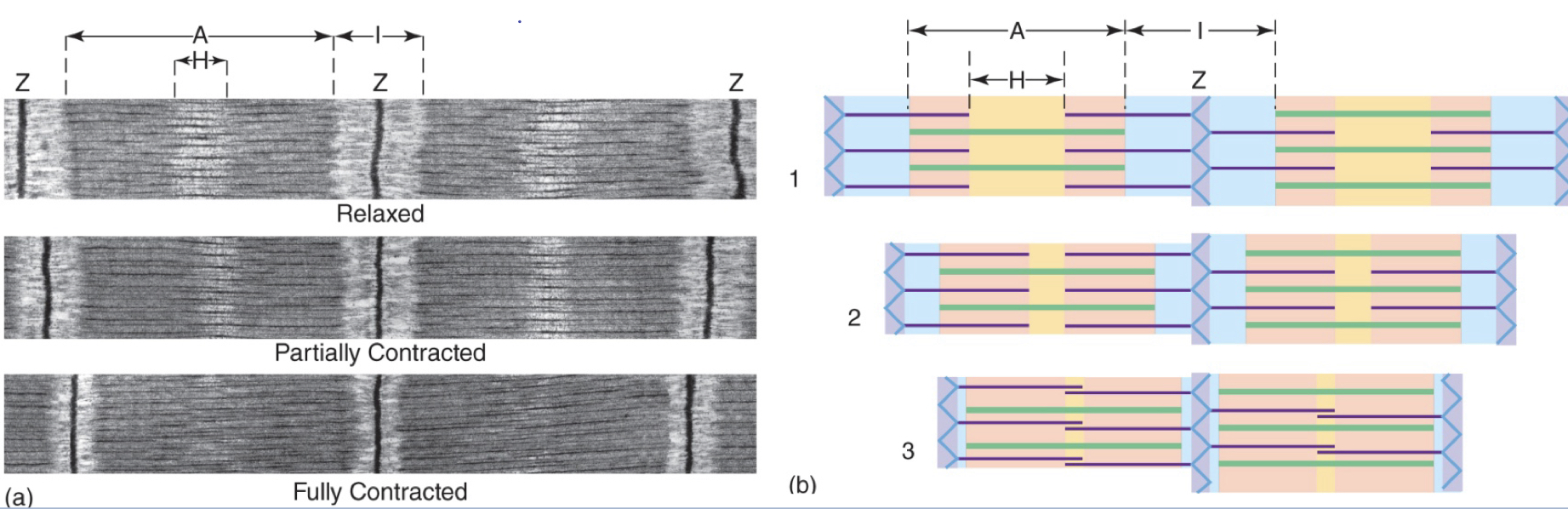 <ul><li><p>when a muscle contracts, SARCOMERES SHORTEN; proteins overlap, they do NOT get shorter</p></li><li><p>A bands move CLOSER together, but NO CHANGE in length of the A band</p></li><li><p>I bands SHORTEN, and &quot;move closer&quot; to H band; the region of overlap increases</p></li><li><p>H band shortens or disappears</p></li><li><p>Z lines/discs are moving in closer together</p></li><li><p>ONLY ACTIN AND Z-LINES MOVING IN</p></li></ul>