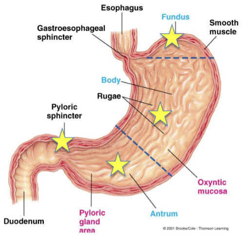 <p>J-shaped chamber located between the esophagus and the small intestine</p><ul><li><p>thick layer of smooth muscle connected to small intestine by pyloric sphincter and is a key regulator of gastric emptying</p><ul><li><p>fundus →&nbsp;located above the gastroesophageal sphincter</p></li><li><p>body → middle</p></li><li><p>antrum → bottom</p></li></ul></li></ul><p></p>