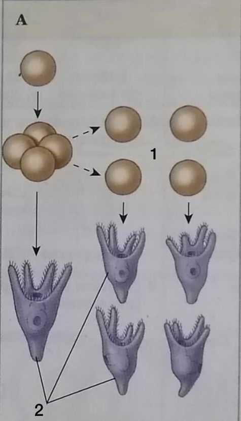 <p>A. Regulador (erizo de mar)</p><ol><li><p>Blastómeros disgregados</p></li><li><p>Larvas normales (plúteos)</p></li></ol>