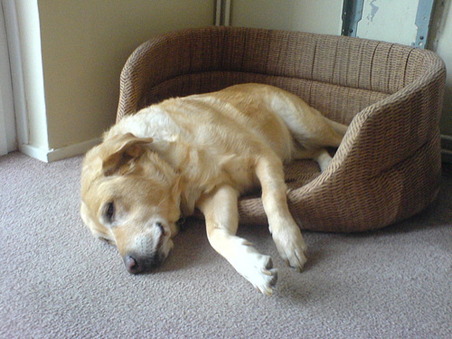 <p>(adj.) inactive, sluggish, dull</p><p>SYN: lethargic, languid</p><p>ANT: energetic, vigorous</p>