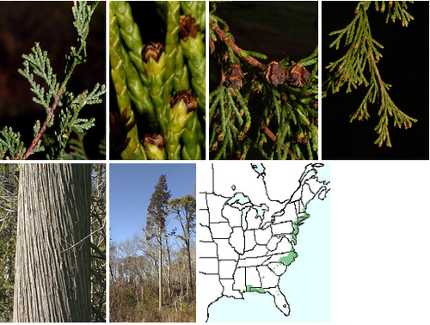 <p>A rare evergreen coniferous tree with feathery foliage.</p>