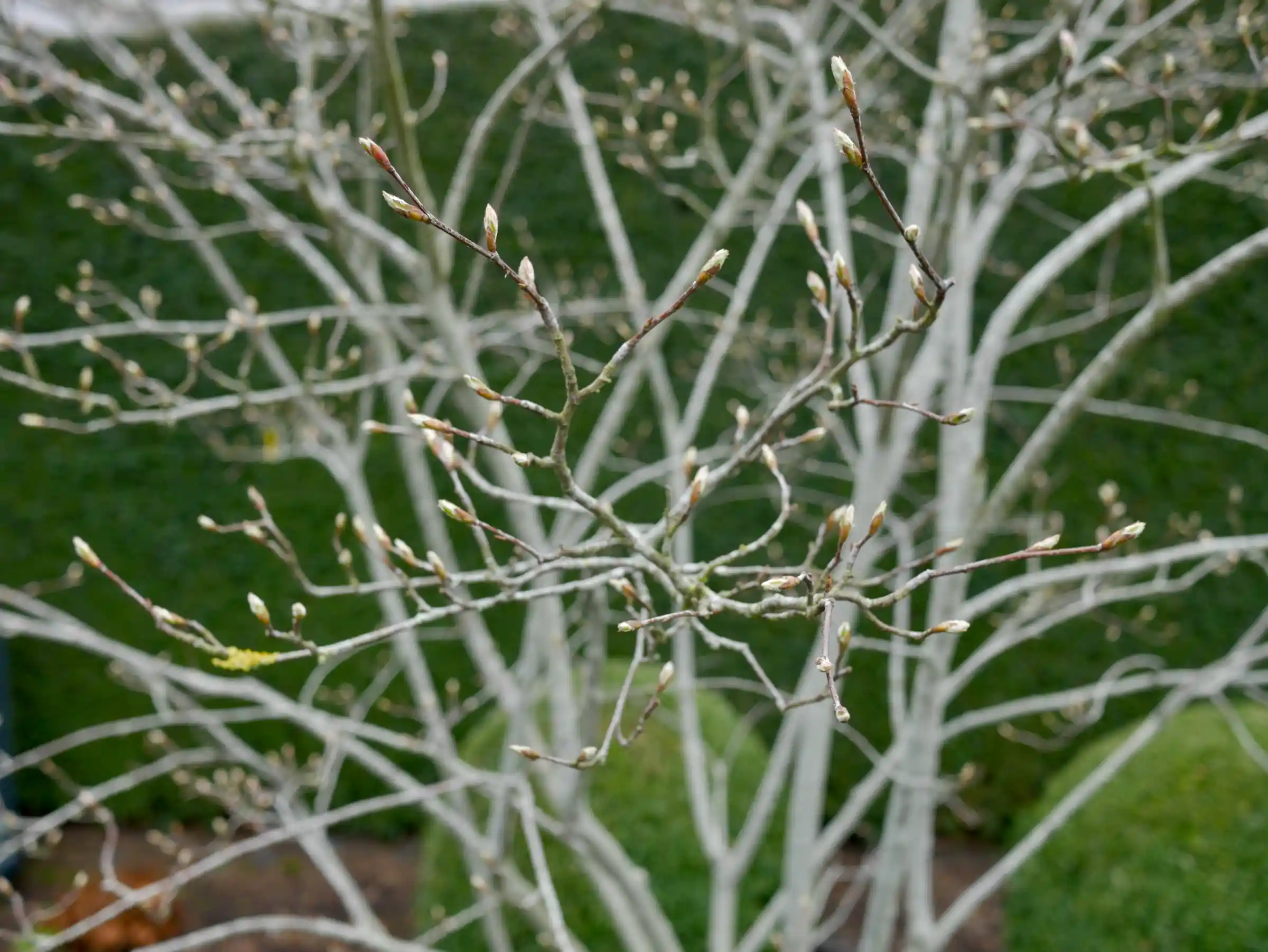 <p>Common name: Serviceberry</p><p></p><p>Genus: Amelanchier</p><p></p><p>Species: spp.</p><p></p><p>Family: Rosaceae</p>
