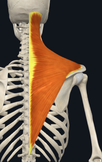 <p>Trapezius</p>