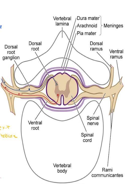 <p>In the ventral horn (gray matter) of the spinal cord </p>