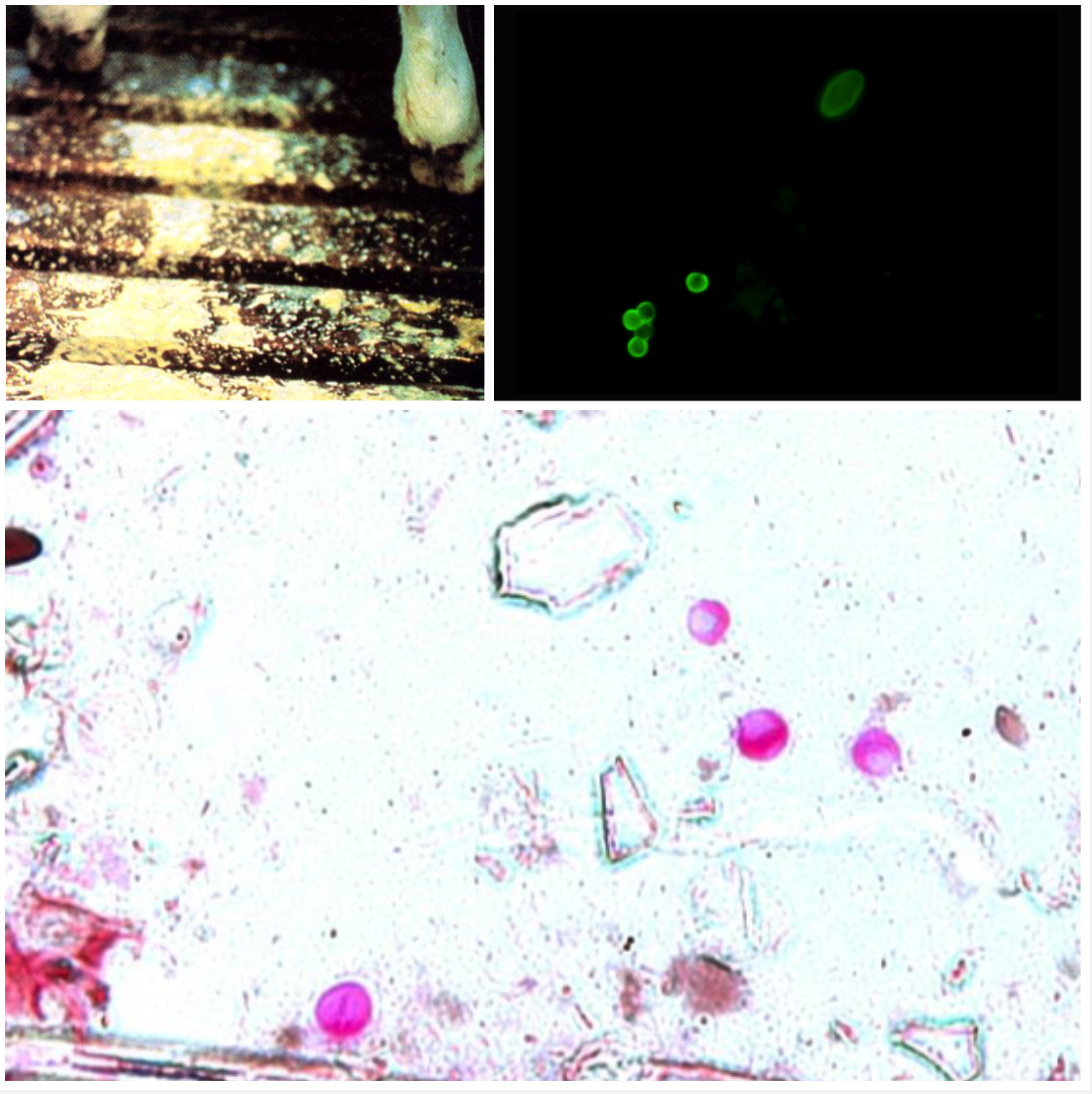 <p>SMALL INTESTINE You have 2 week old dairy calves with acute diarrhoea and yellowish faeces, anorexia, lethargic ad dehydrated.</p><ul><li><p>Ingestion of sporulated oocysts (sporulated and infective)</p></li><li><p>Brush border of epithelia</p></li><li><p>Four sporozoites and no sporocysts</p></li><li><p>Need to do acid stain on faecal smear or immunofluorescence to see</p></li></ul>