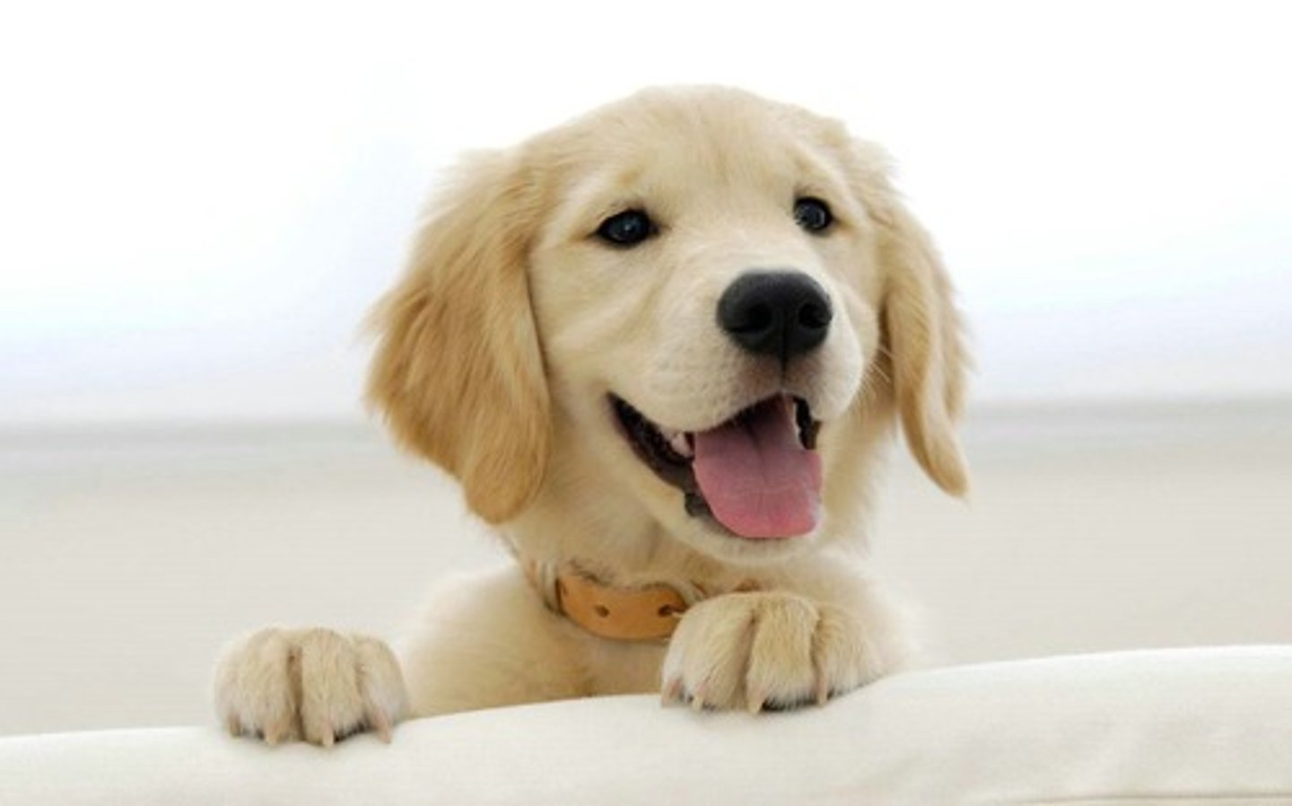 <p>dog</p>