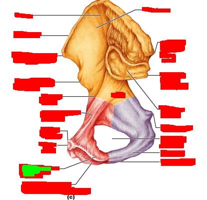 term image