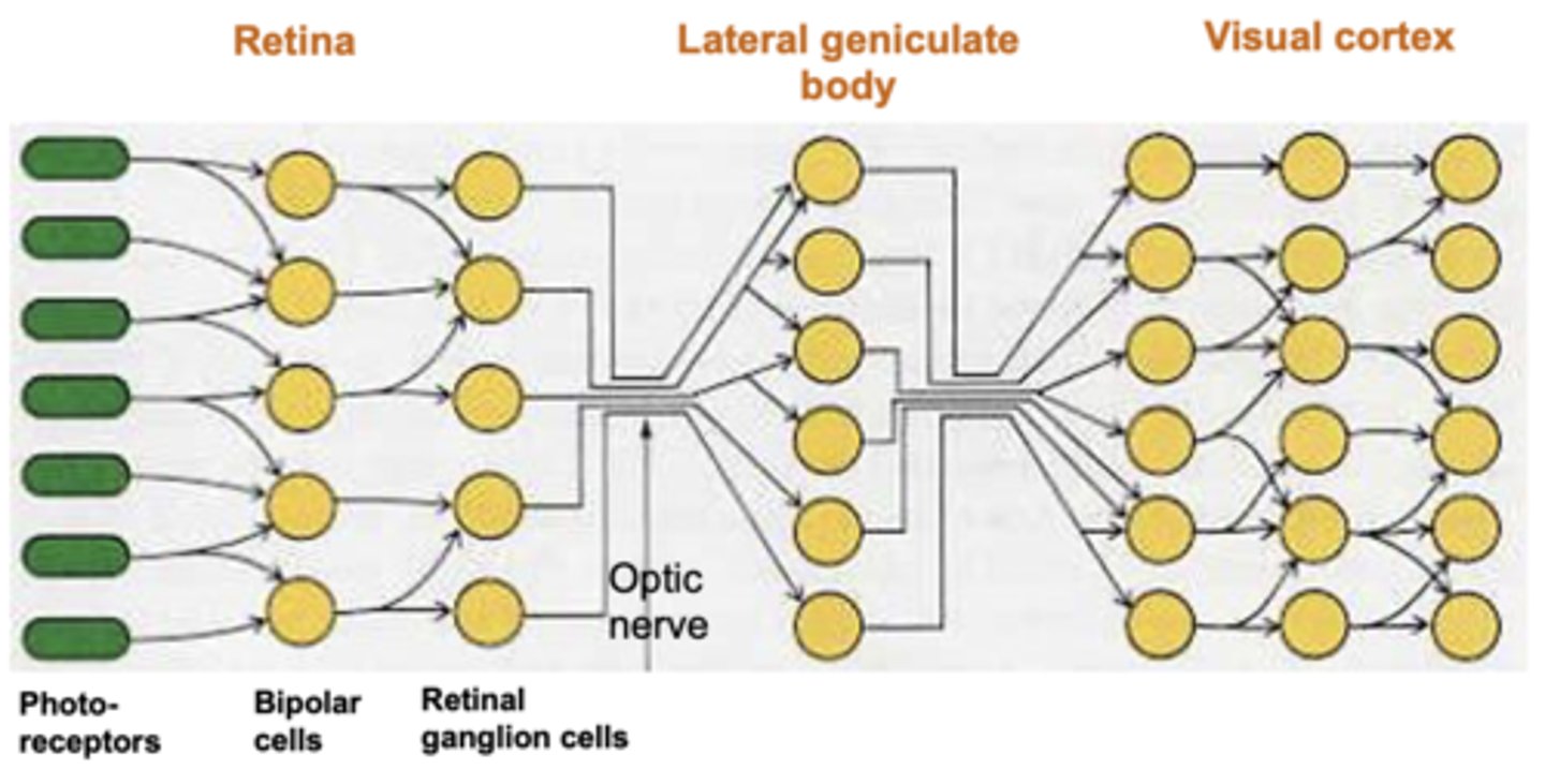 <p>- Visual information processing is hierarchal; it happens sequentially across several stages.</p>