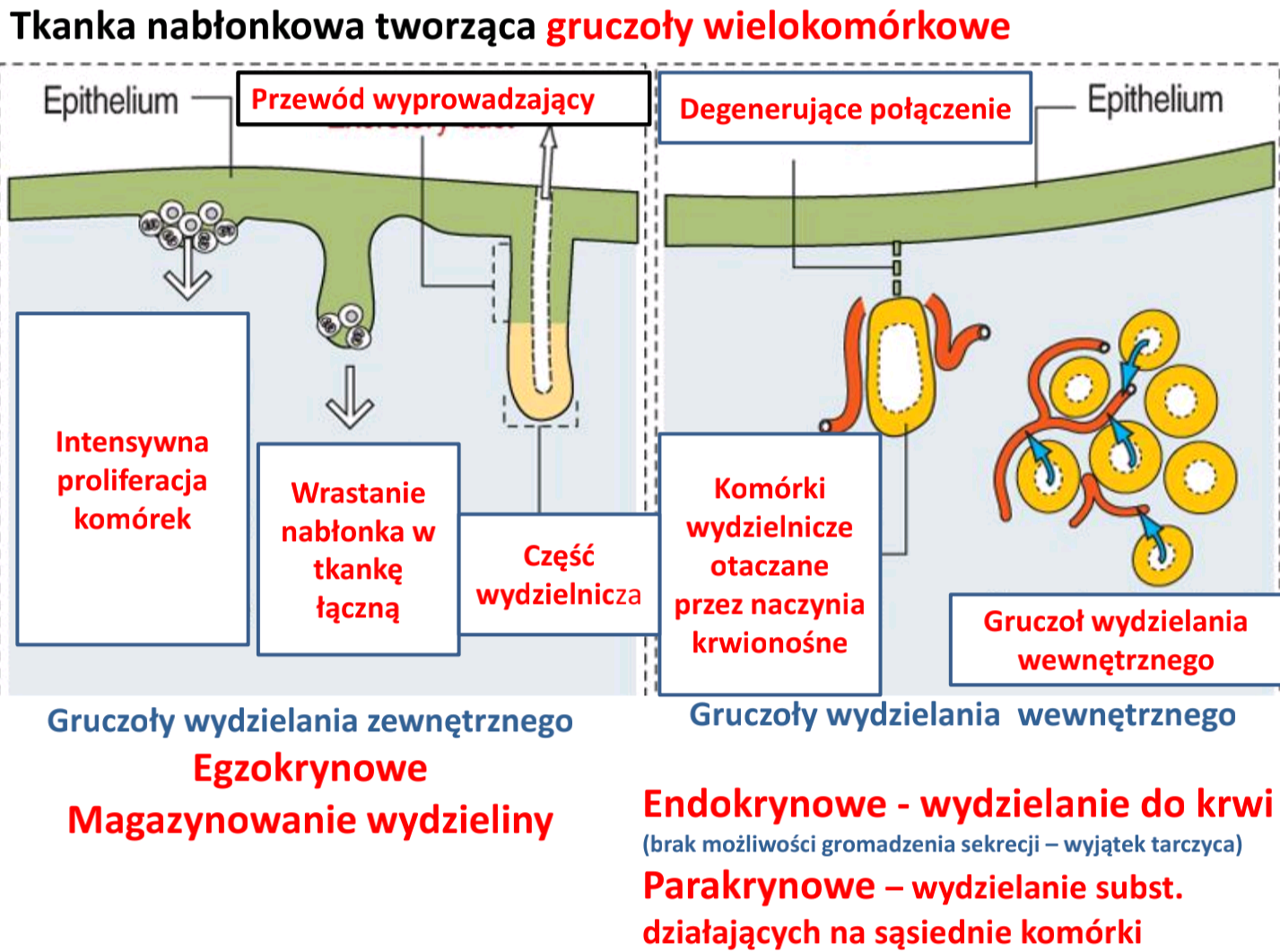 <p>komórki wydzielnicze zebrane w grupy, a ich wydzielina spływa wspólnym przewodem</p>