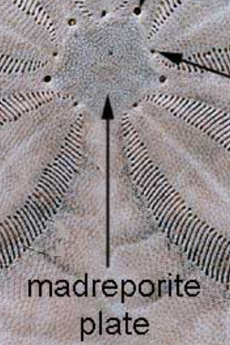 <p>madreporita</p>