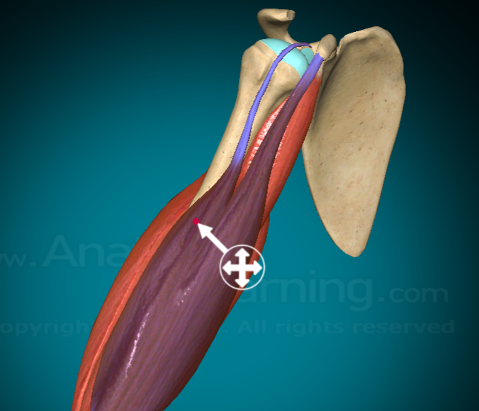 <p>What does the Bicep Brachii Long Head do?</p>