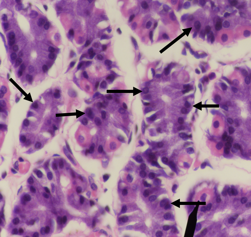 <p>A secretion of this structure that is activated into pepsin when it comes in contact with gastric acid</p>