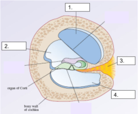 Cochlear Nerve