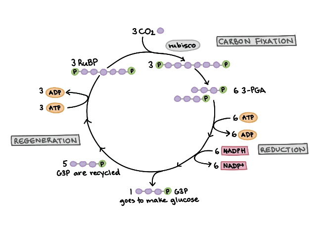 <ul><li><p><span>First reaction of Calvin Cycle</span></p></li><li><p><span>3 molecules of carbon dioxide adds onto 3 molecules of RUBP (5-C) forming 3, 6-C intermediates&nbsp;</span></p></li><li><p><span>Each unstable intermediate immediately splits into two 3-C molecules called <strong>PGA (3-phosphoglycerate) </strong>(6 PGA total)&nbsp;</span></p></li><li><p><span>Catalyzed by enzyme <strong>Rubisco</strong></span></p></li></ul><p></p>