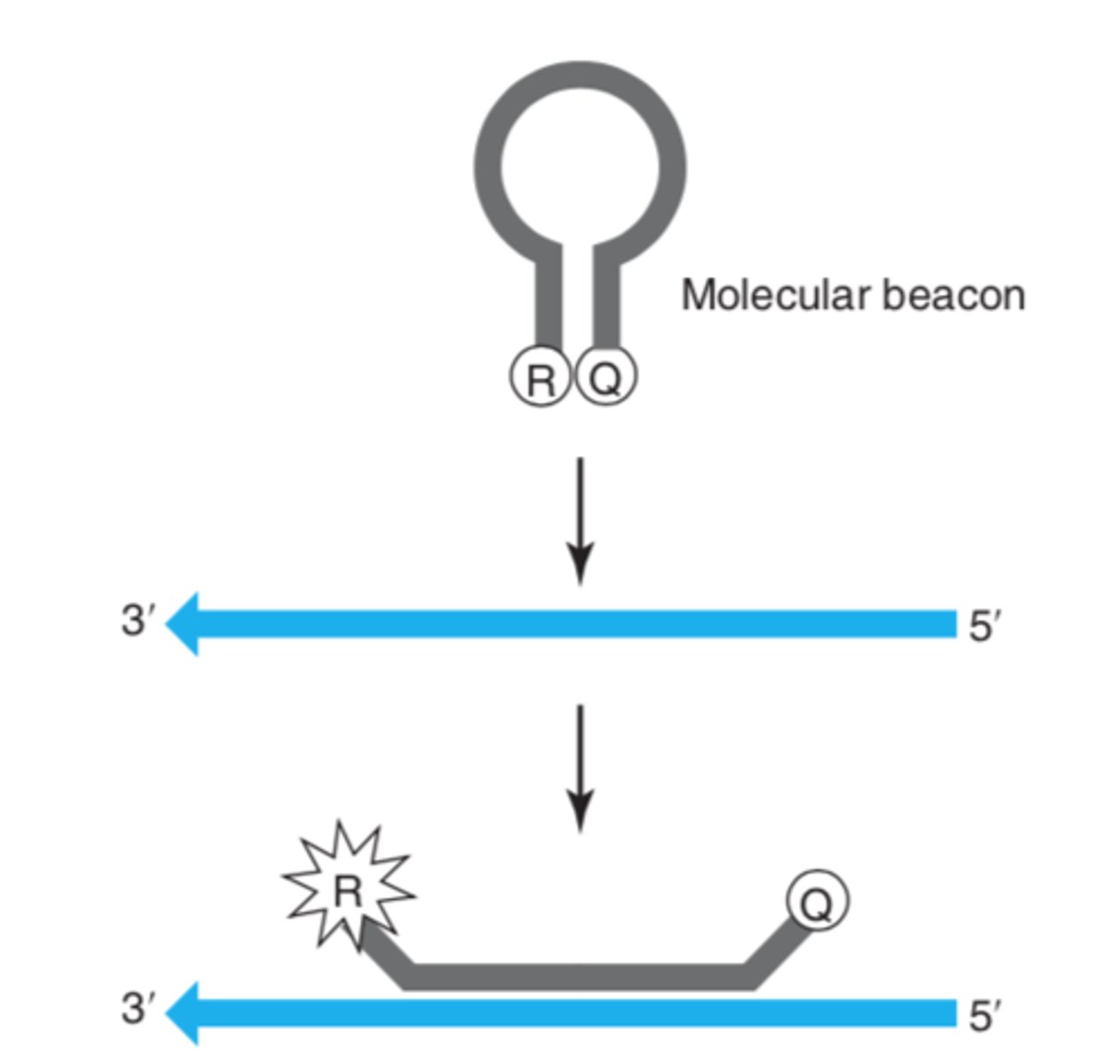 <p>Two probes are used, each complementary to a different allele; in the absence of the target DNA, the probe has a stem-loop structure; in the presence of the target DNA, the probe hybridizes to the complementary sequence, the quencher and reporter are driven apart, and there is fluorescence.</p>