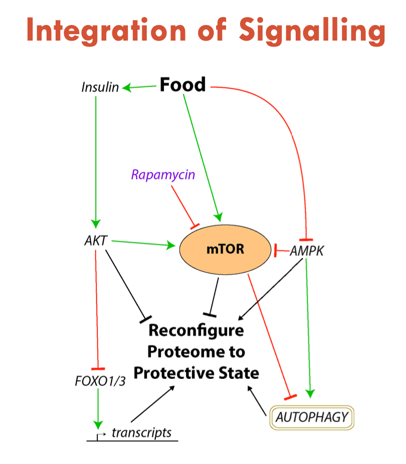 <p>Food:</p><ul><li><p>triggers insulin </p><ul><li><p>activates AKT </p><ul><li><p>triggers mTOR</p></li><li><p>inhibits FOXO1/3</p></li></ul></li></ul></li><li><p>triggers mTOR</p><ul><li><p>inhibits autophagy</p></li></ul></li><li><p>inhibits AMPK</p></li><li><p>ultimately, becomes pro-growth BUT if on all the time, becomes pro-aging</p></li></ul><p></p>