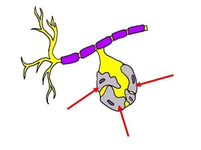 <p>Dorsal root ganglia of spinal nerves</p><p>Found in PNS</p><p>Electrically insulates PNS cell bodies</p><p>Regulates nutrient and waste exchange for cell bodies in ganglia</p>