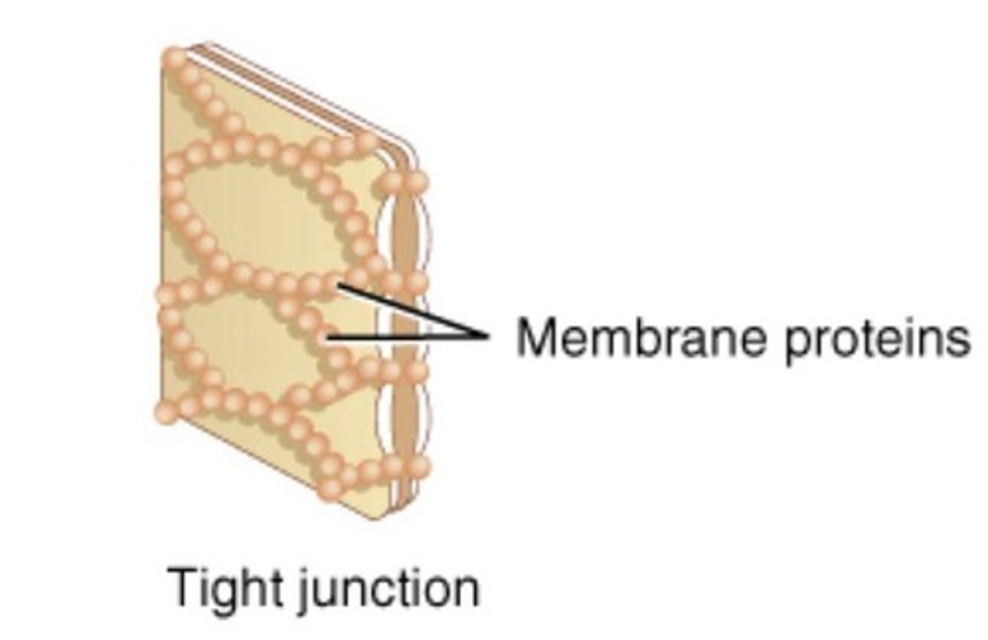 <p>Structures that restrict movement between epithelial cells.</p>