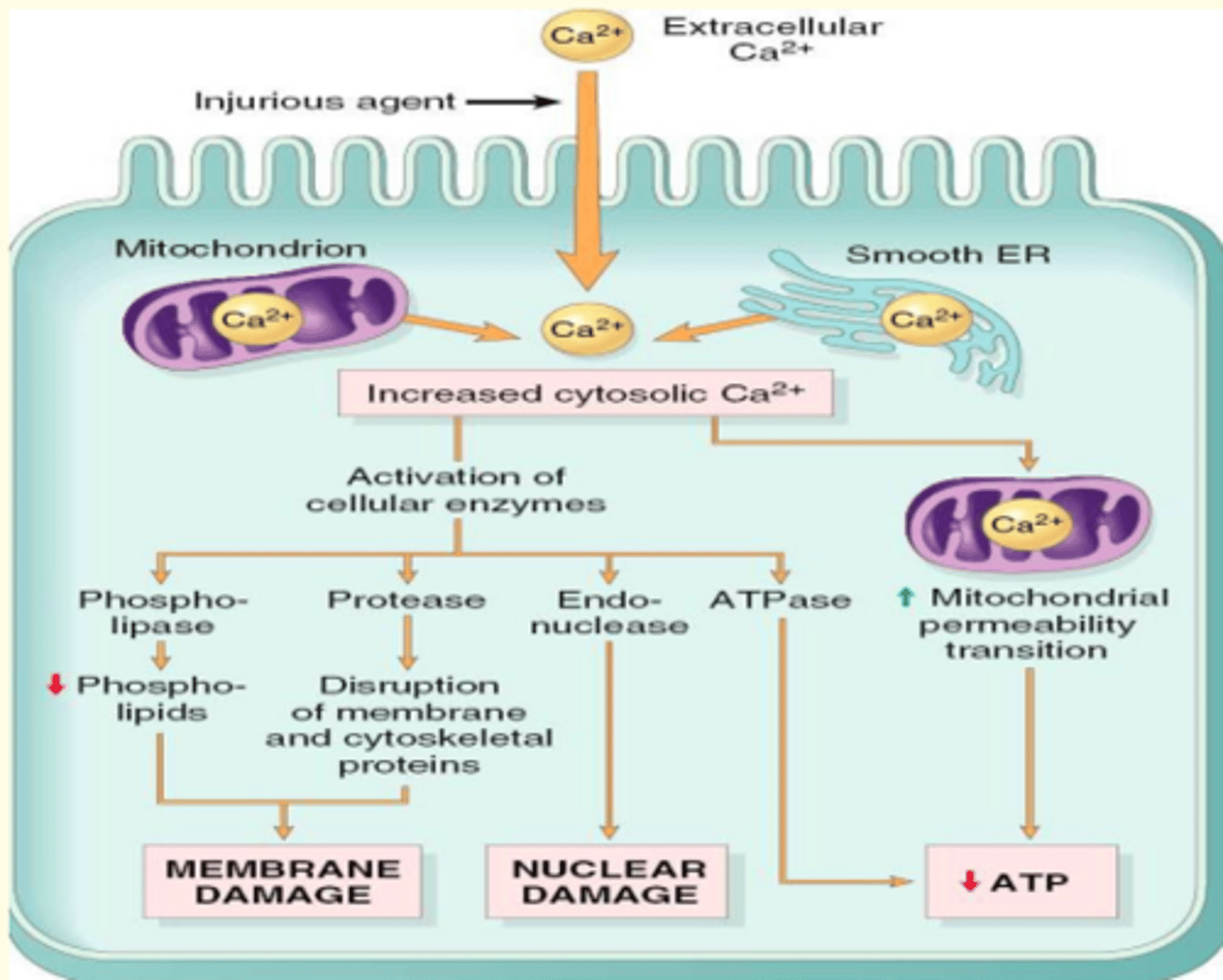 <p>False</p><p>This occurs during irreversible cell injury only (image)</p>