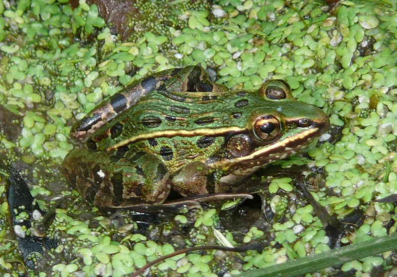 <p>“True” Frogs</p>