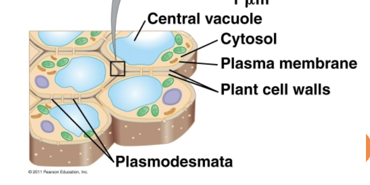 <p>Plant cells</p>