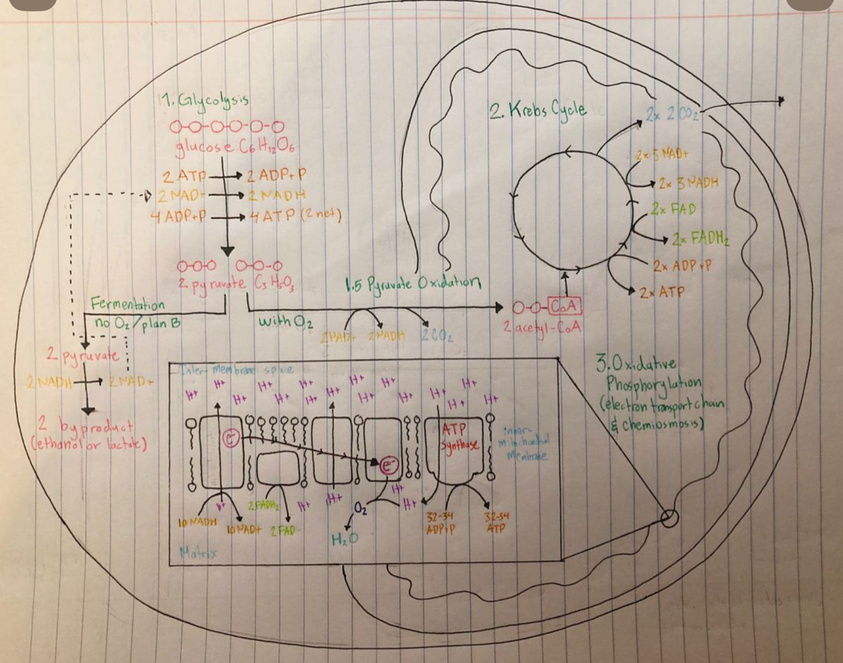 <p>cellular respiration diagram</p>