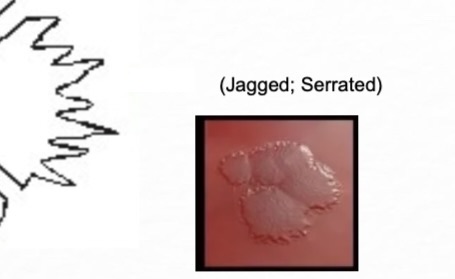 term image