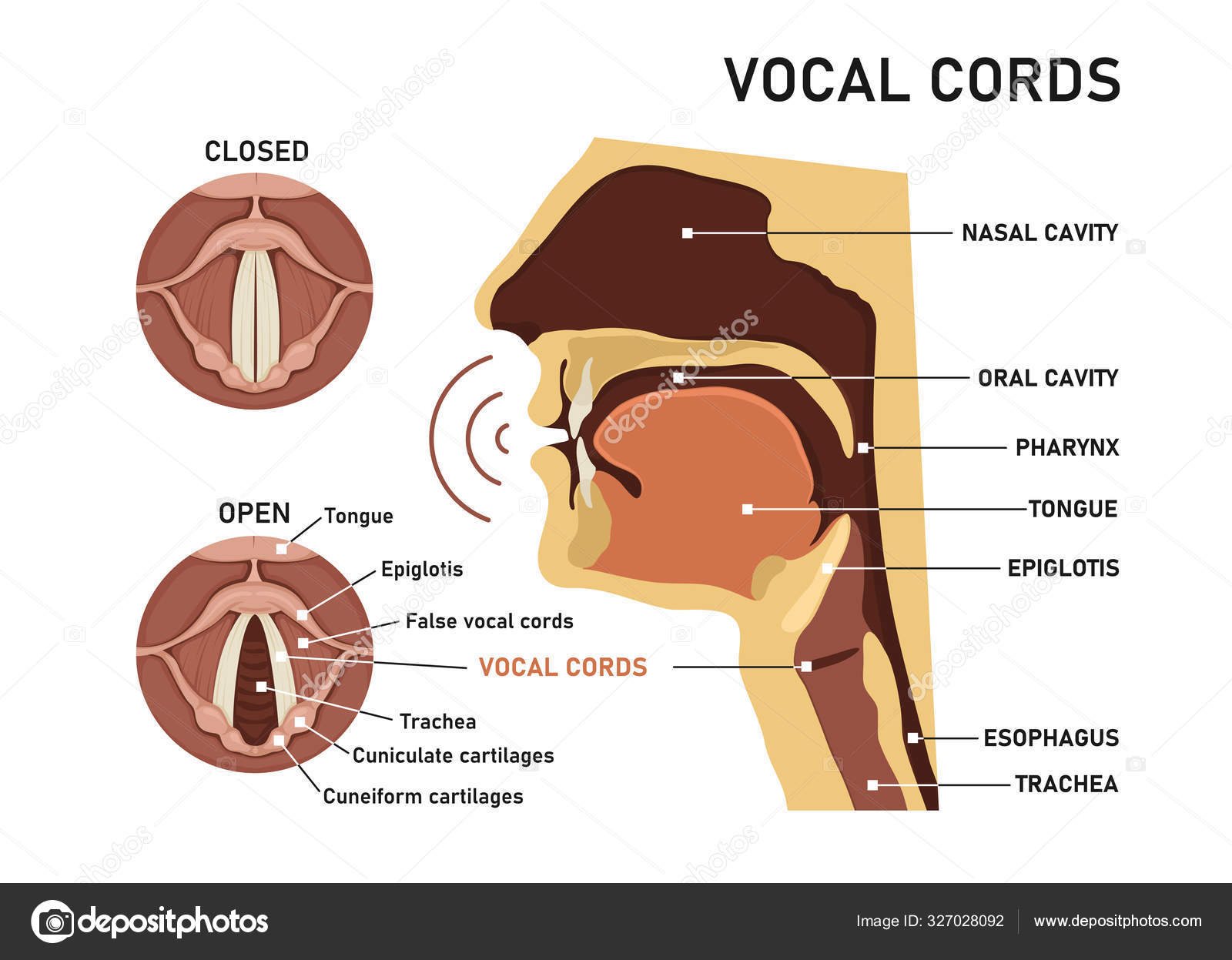 <p>vocal cords </p>