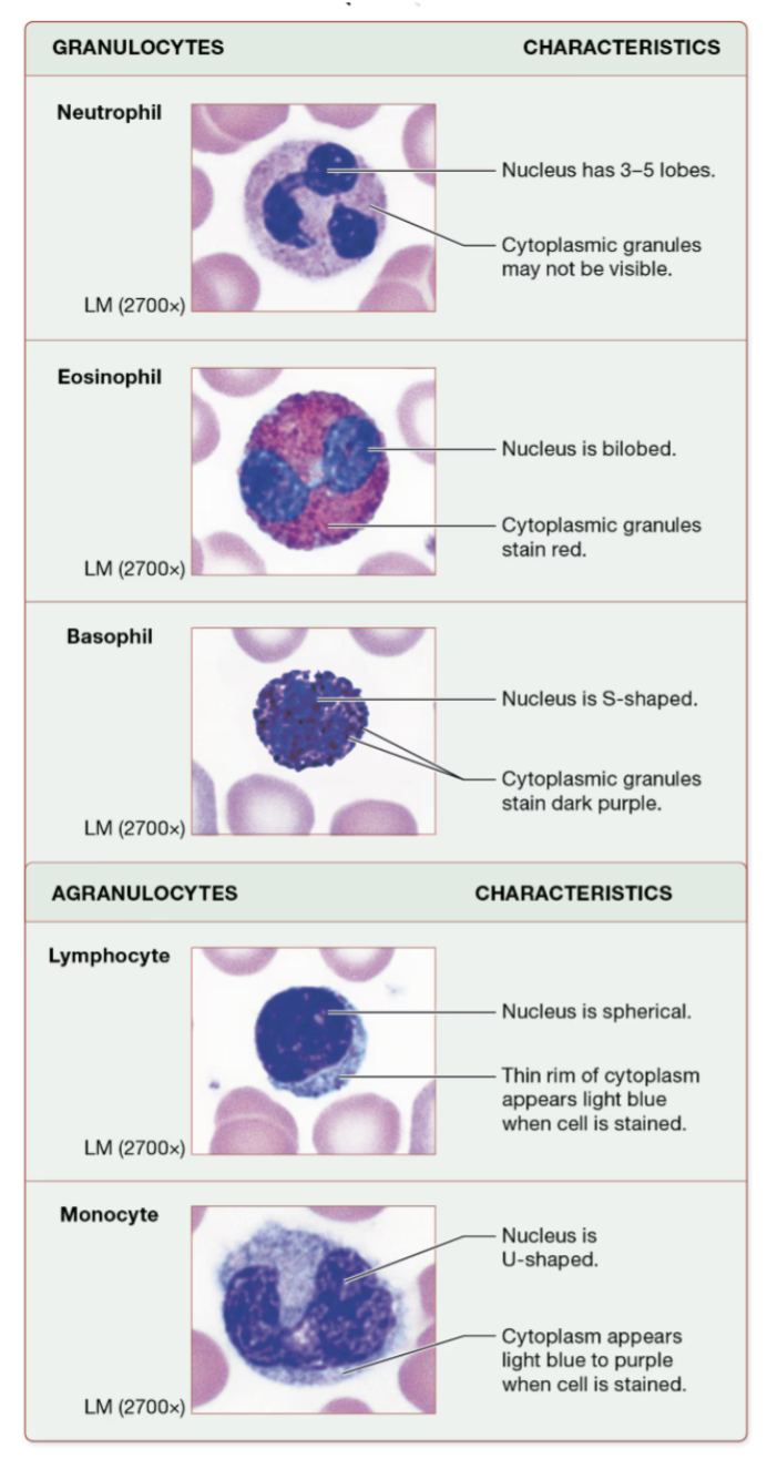 <ol><li><p><span style="font-family: &quot;Times New Roman&quot;, serif">neutrophils - ~60%, fight bacterial infections</span></p></li><li><p><span style="font-family: &quot;Times New Roman&quot;, serif">eosinophils - ~3%, defense against parasitic worm infestations &amp; allergic reactions</span></p></li><li><p><span style="font-family: &quot;Times New Roman&quot;, serif">basophils - &lt;1% , release chemicals helping with inflammation</span></p></li><li><p><span style="font-family: &quot;Times New Roman&quot;, serif">lymphocytes - ~30%, immunity</span></p><ol><li><p><span style="font-family: &quot;Times New Roman&quot;, serif">T cells - attack foreign cells</span></p></li><li><p><span style="font-family: &quot;Times New Roman&quot;, serif">B cells - produce antibodies</span></p></li></ol></li><li><p><span style="font-family: &quot;Times New Roman&quot;, serif">monocytes - ~6%, largest; phagocytize bacteria, dead cells, and other debris</span></p></li></ol><p></p>