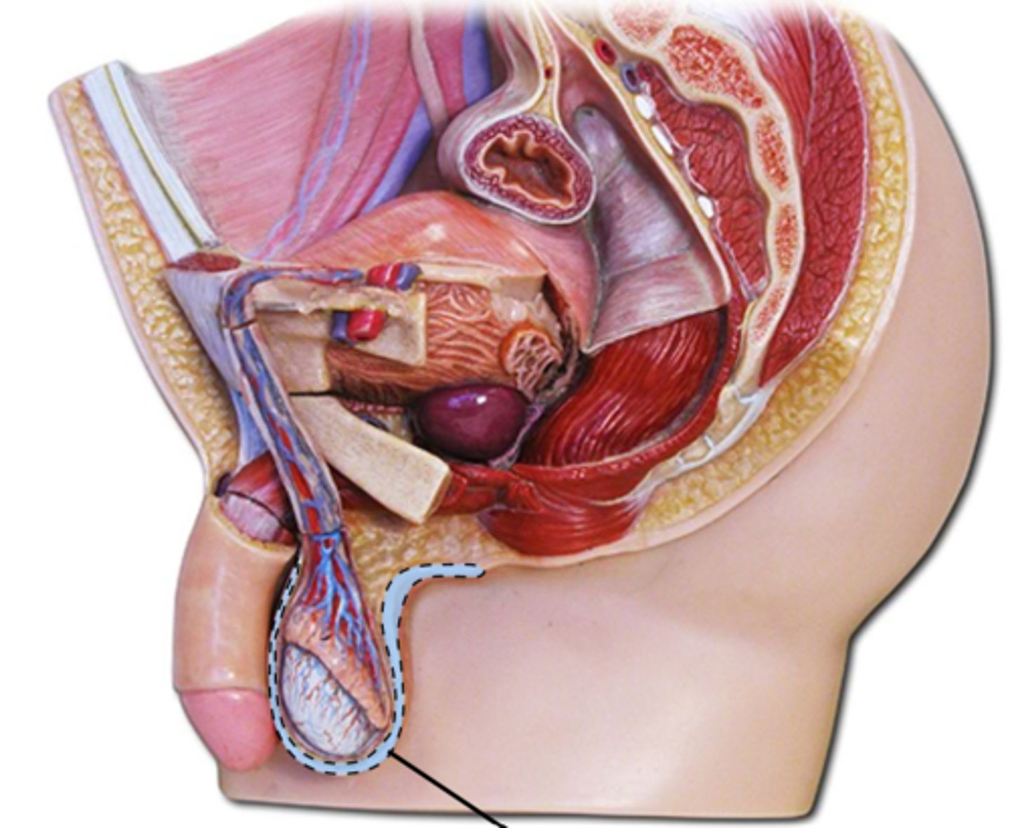 <p>name this highlighted structure.</p>