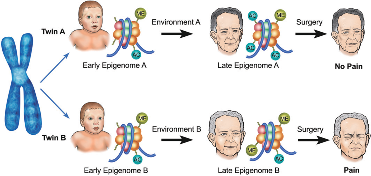 <p><span>•<strong>“Insights from Identical Twins” Epigenetic Interactive from Moodle:</strong></span></p><p><span>⚬At birth identical twins have the same genome and the same epigenome.</span></p><p><span>⚬As each individual sibling is exposed to different environmental factors, different epigenetic tags are accumulated over their lifetime.</span></p><p><span>⚬Gradually this results in variations in the phenotypes of the identical twins, i.e., their epigenome changes, but their genome does not.</span></p>
