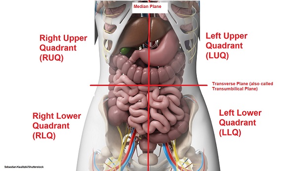 sigmoid colon 
