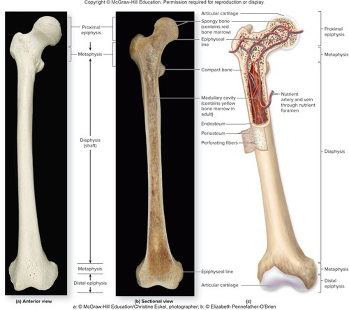 <p>The elongated, cylindrical shaft of the bone</p>