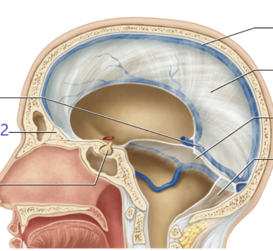 <p>types of dural septa found in brain and the cerebellum? </p>