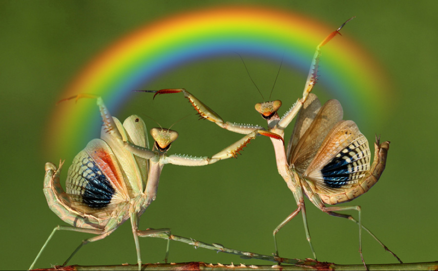 <p><span style="background-color: transparent;"><strong><span>Order:</span></strong><span> Mantodea</span></span></p><p><span style="background-color: transparent;"><strong><span>Family:</span></strong><span> Mantidae</span></span></p><p><span style="background-color: transparent;"><strong><span>Common name</span></strong><span>: Mantids</span></span></p>