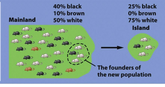 <p>When a small group of individuals establishes a new population, there is a reduced genetic variability and potential differences in allele frequencies compared to the original population. </p>