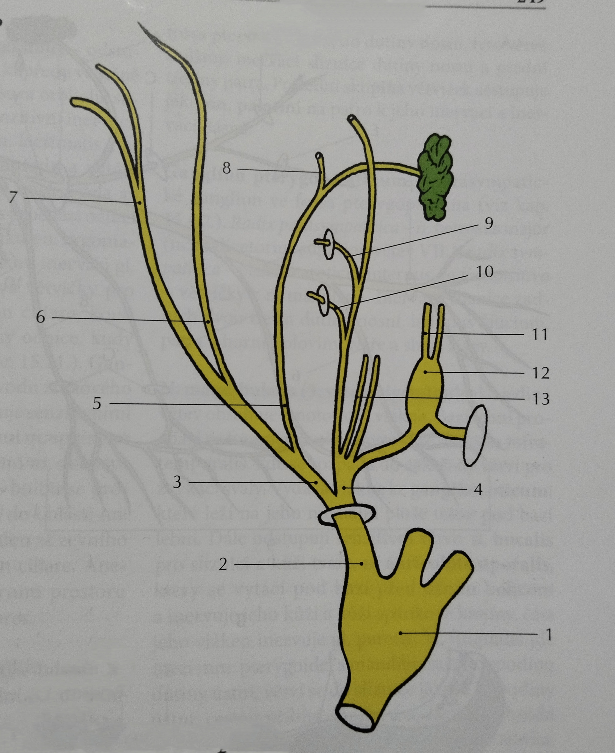 <p>9</p>