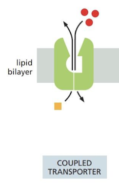 <p>transportation of target molecule <strong>against</strong> its concentration gradient is powered by the transport of another molecule <strong>down</strong> its concentration gradient.</p>