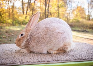 <p>Breed:<br>Showroom Classification:<br>Class:</p>