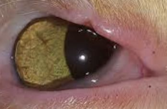 <p>What is the term for a defect in the eyelid margin, found in collies and cats? It can be due to failure of closure of the optic fissure.</p>